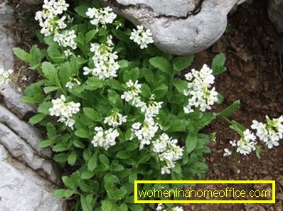 Arabis: landing and care. Plant photo