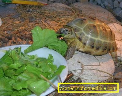 What to feed turtles?
