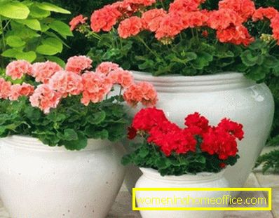 Problems in growing geraniums at home