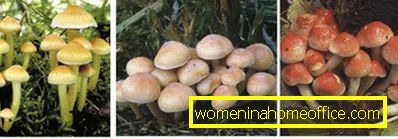 How to distinguish the mushrooms from the false?