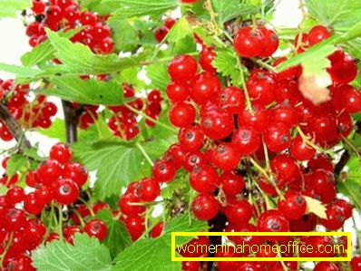 How to care for red currants?