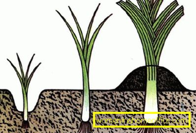 How to grow leek from seeds?