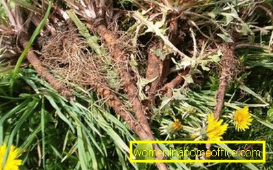 Contraindications dandelion root