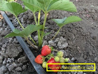 Watering strawberries during fruiting