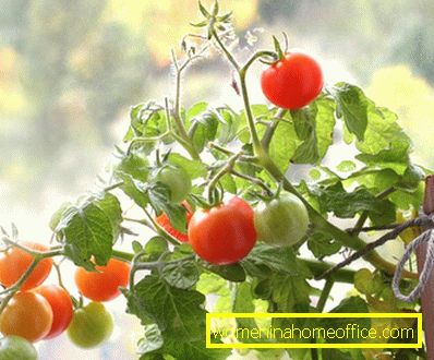 Cherry tomatoes: cultivated in the soil and flat. The best varieties of tomatoes