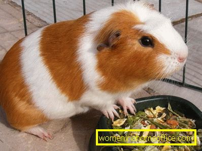 How to feed a guinea pig?