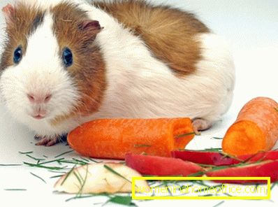 How to feed a guinea pig?