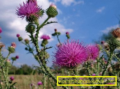 thistle