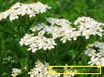 yarrow