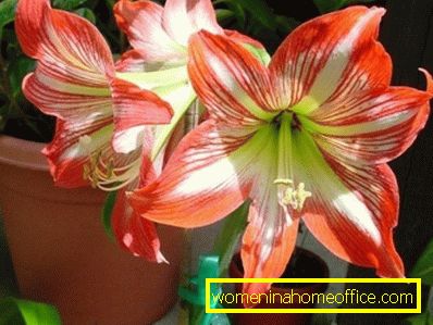 Hippeastrum. Basic rules for home care