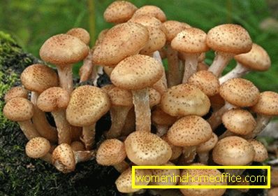 How to distinguish the mushrooms from the false?