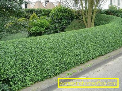 How to choose shrubs for hedge