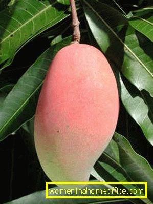 How to plant a mango