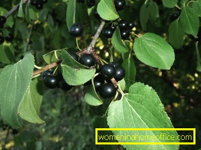 How to apply the therapeutic properties of buckthorn bark and other parts of the plant: reviews and tips
