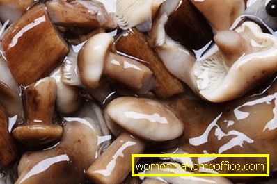How to pickle white mushrooms: cold pickling