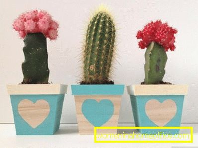 How to water cacti?