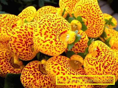 Calceolaria: growing from seeds, photo