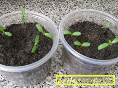 How to plant marigold seeds?