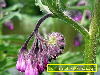 When treating with comfrey medicinal use for joints, ointment is the most convenient form of therapy.