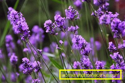 What are the types of lavender?