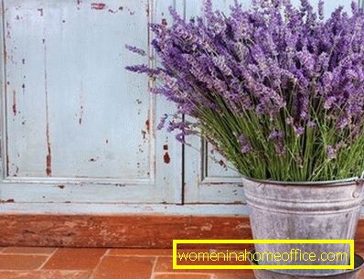 How to grow lavender from seed?