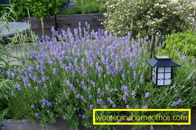 Diseases and pests of lavender
