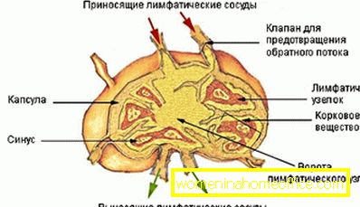 Lymph node structure