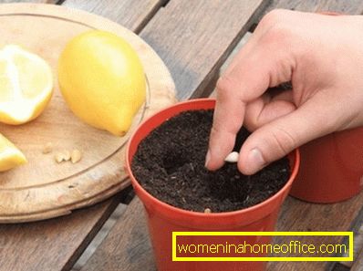 planting lemon pits at home