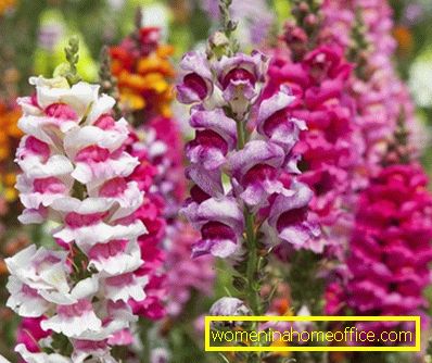 Snapdragon: growing from seed