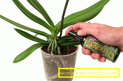 How to feed an orchid