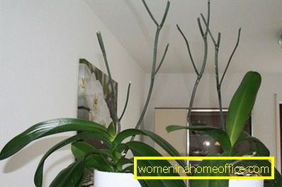 Orchid: care after flowering at home