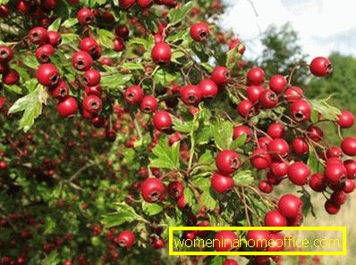 Hawthorn fruit: useful properties