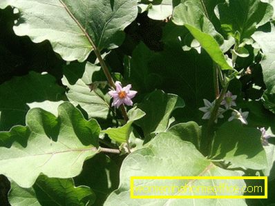 Why do eggplant leaves turn yellow?