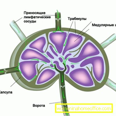 The location of the lymph nodes on the neck: the scheme