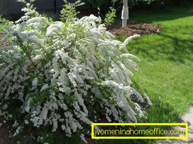 Spirea gray Grefshaym: reproduction and pruning features
