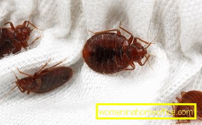 How to expel bedbugs from your apartment?