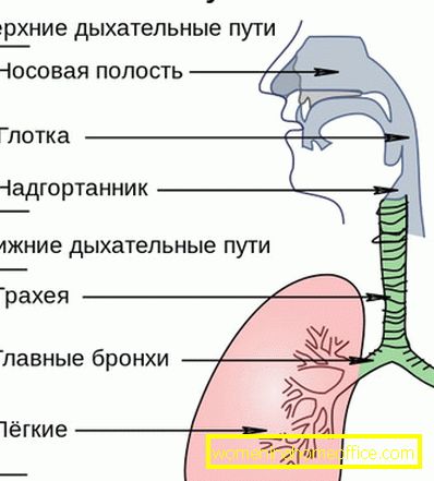 Tracheitis: what is it?