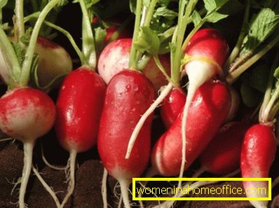 The benefits of radish: tops and roots