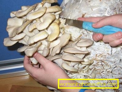 Growing oyster mushrooms at home